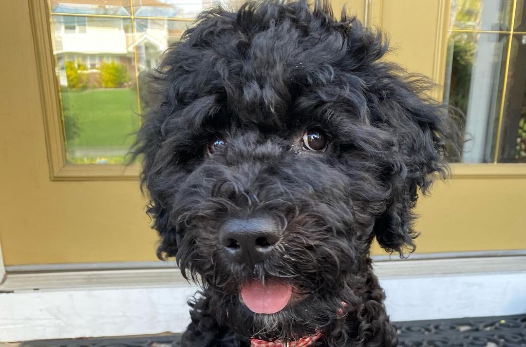 15 Interesting Facts About Portuguese Water Dogs