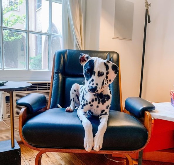 15 Pictures That Prove Dalmatians Are Perfect Weirdos 10 15 Pictures That Prove Dalmatians Are Perfect Weirdos 10