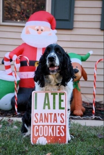 15 Funny Cocker Spaniel Memes To Make Your Day 10