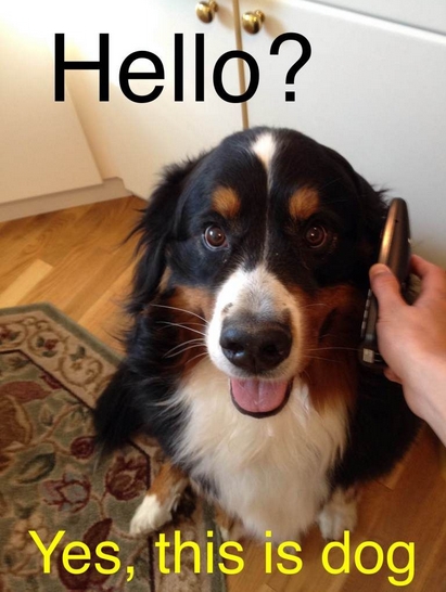15 Funny Bernese Mountain Dog Memes To Make Your Day 10