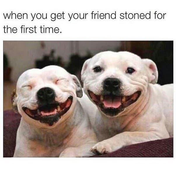 15 Funny Pit Bull Memes To Make Your Day 10