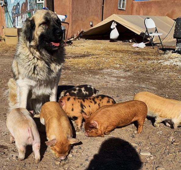 15 Pictures That Prove Anatolian Shepherds Are Perfect Weirdos 10 15 Pictures That Prove Anatolian Shepherds Are Perfect Weirdos 10
