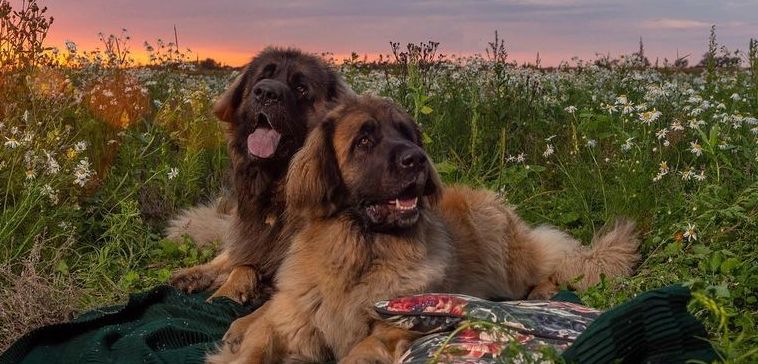 15 Interesting Facts About Leonbergers