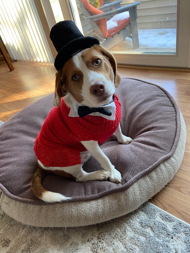 15 Things Only Beagle Owners Will Understand 10