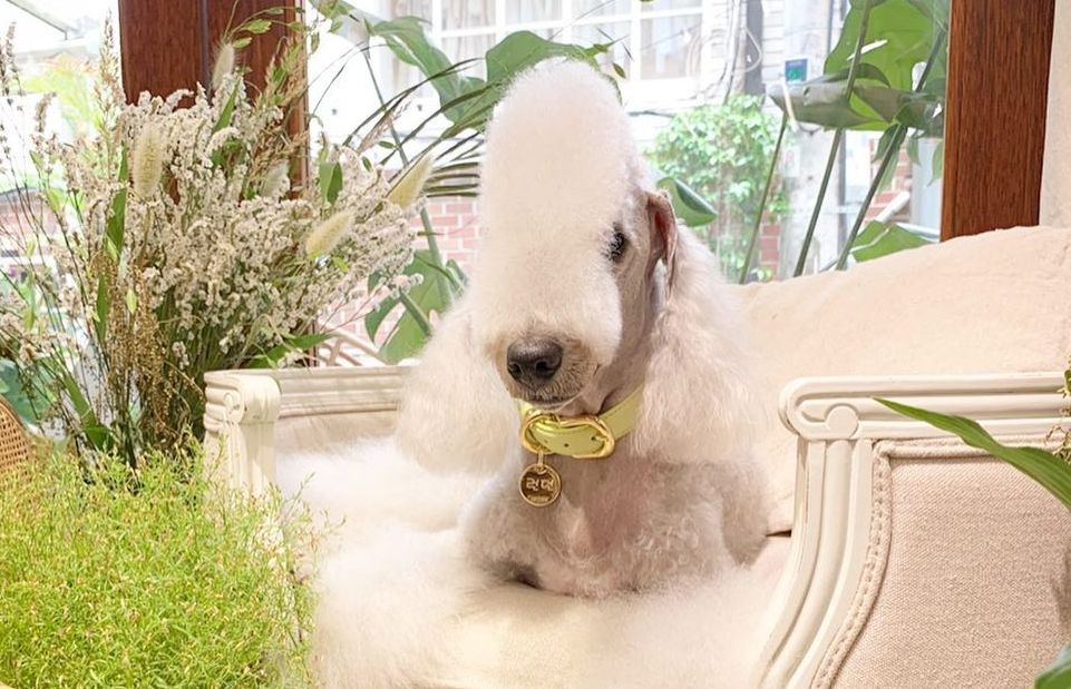 15 Amazing Facts About Bedlington Terriers You Probably Never Knew