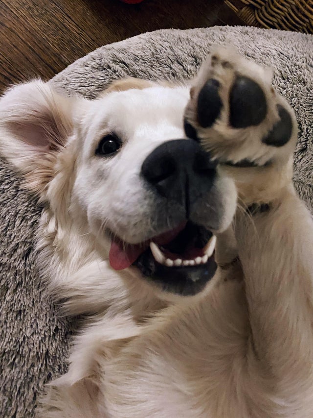 15 Realities That New Golden Retriever Owners Must Accept 10
