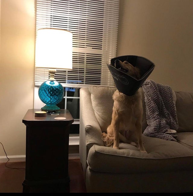 15 Things Only Golden Retriever Owners Will Understand 10