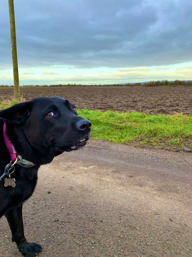 15 Things Only Labrador Owners Will Understand 10