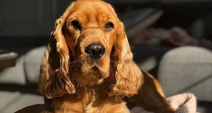 15 Amazing Facts About English Cocker Spaniels You Probably Never Knew