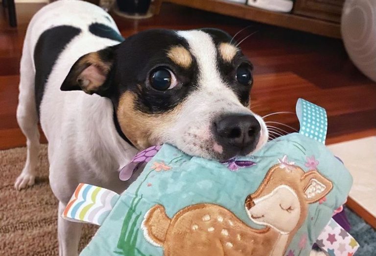 15 Amazing Facts About Rat Terriers You Probably Never Knew