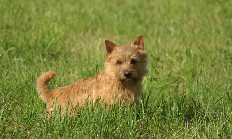 Cairn Terrier 22