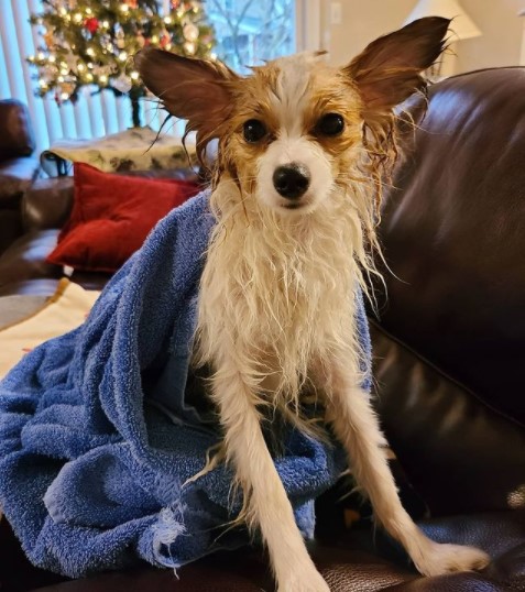 15 Pictures That Prove Papillons Are Perfect Weirdos 10 15 Pictures That Prove Papillons Are Perfect Weirdos 10