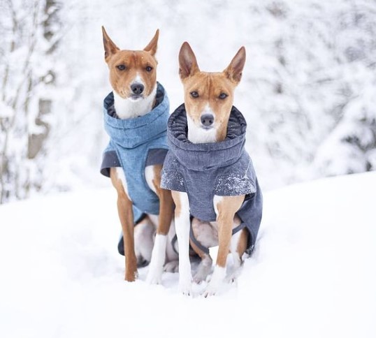 15 Pictures That Prove Basenjis Are Perfect Weirdos 10 15 Pictures That Prove Basenjis Are Perfect Weirdos 10