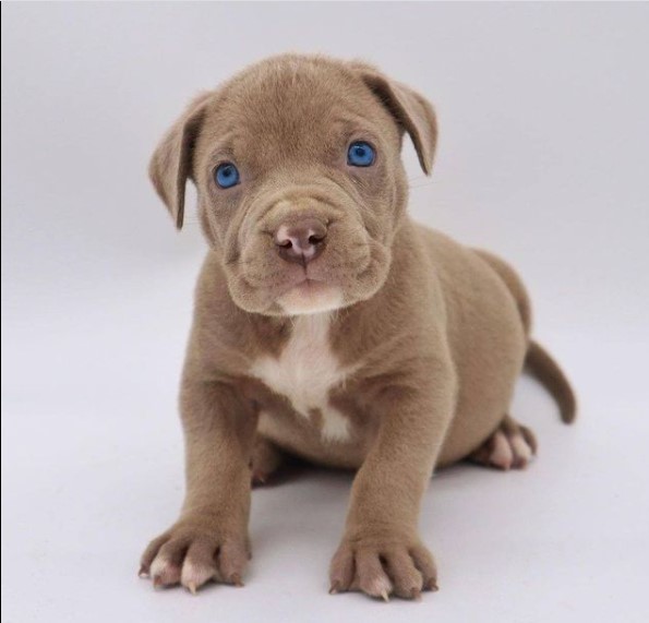 15 Pictures That Prove Pit Bulls Are Perfect Weirdos 10 15 Pictures That Prove Pit Bulls Are Perfect Weirdos 10