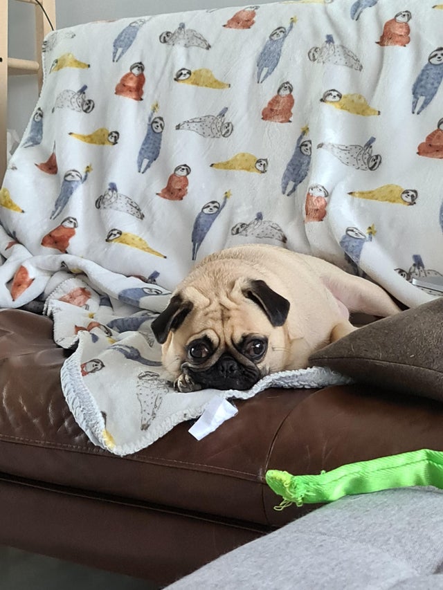 15 Realities That New Pug Owners Must Accept 10