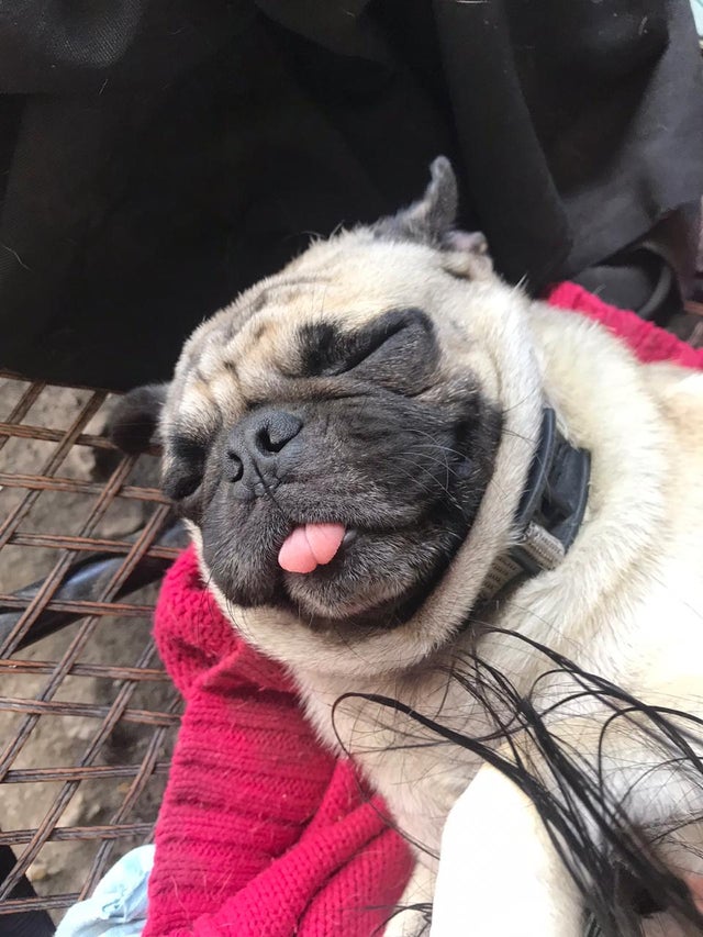 15 Things Only Pug Owners Will Understand 10