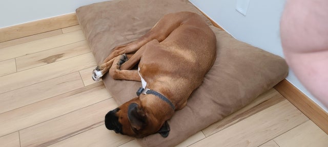 15 Realities That New Boxer Owners Must Accept 10