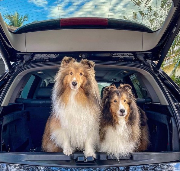 15 Pictures That Prove Collies Are Perfect Weirdos 10 15 Pictures That Prove Collies Are Perfect Weirdos 10