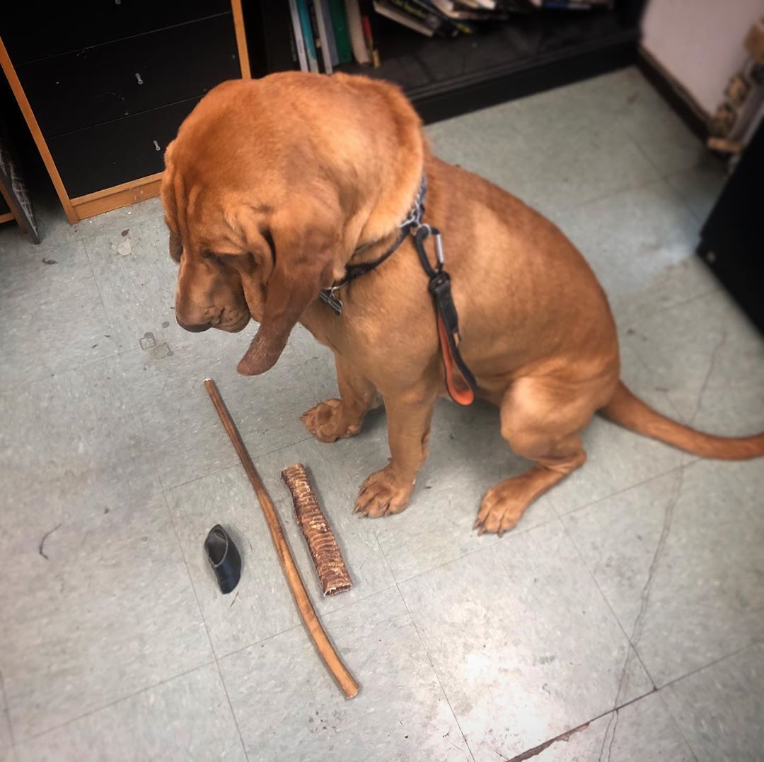 Bloodhound 22