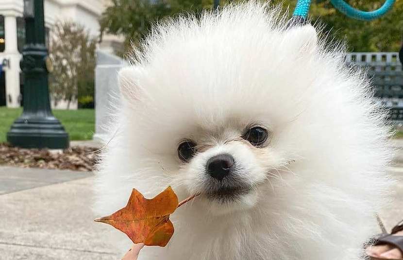 15 Cool Facts About Pomeranians