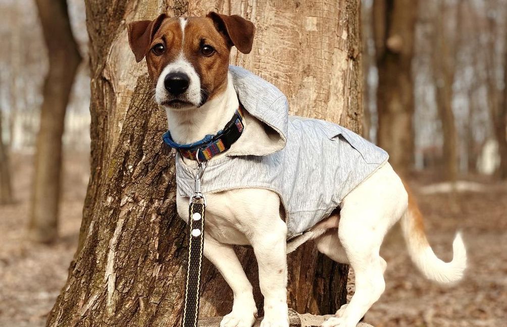 15 Interesting Facts About Jack Russell Terriers
