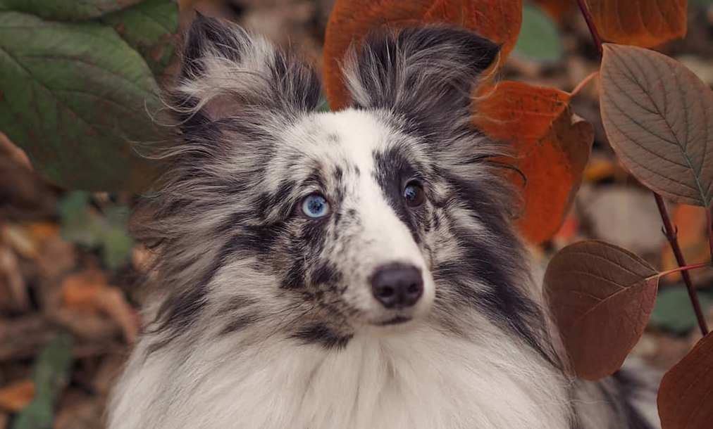 15 Cool Facts About Shetland Sheepdogs