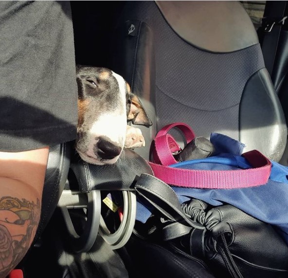 15 Pictures That Prove Bull Terriers Are Perfect Weirdos 10