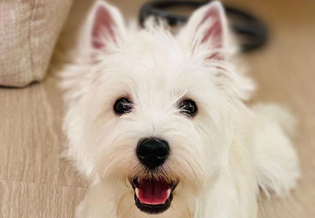 15 Interesting Facts About West Highland White Terriers