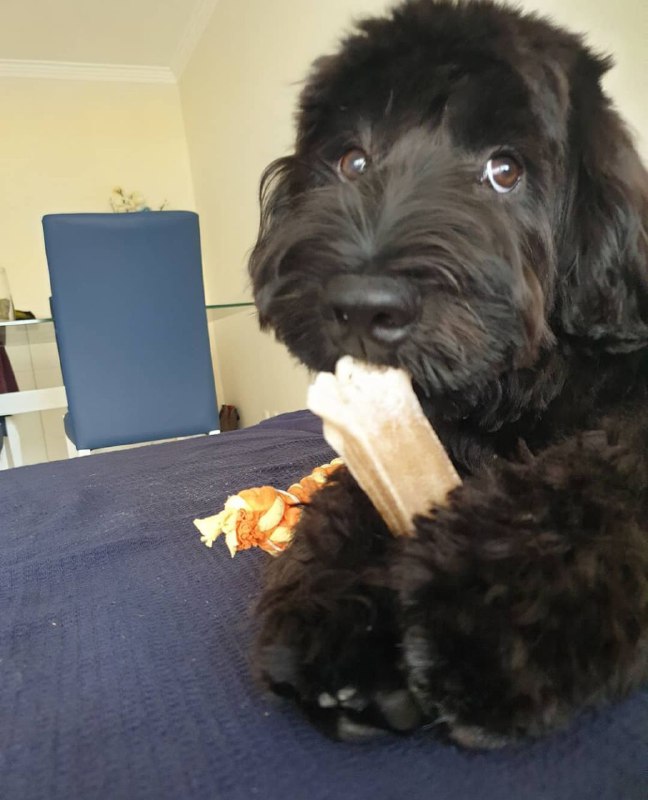 Portuguese Wasserhund or Portuguese Water Dog 30