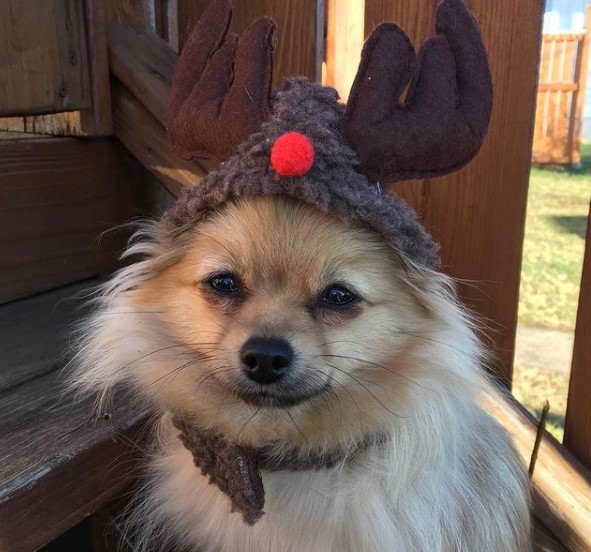 16 Pictures That Prove Pomeranians Are Perfect Weirdos 9 16 Pictures That Prove Pomeranians Are Perfect Weirdos 9