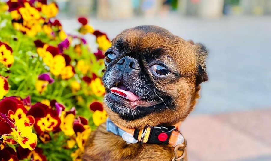 15 Amazing Facts About Brussels Griffons You Probably Never Knew
