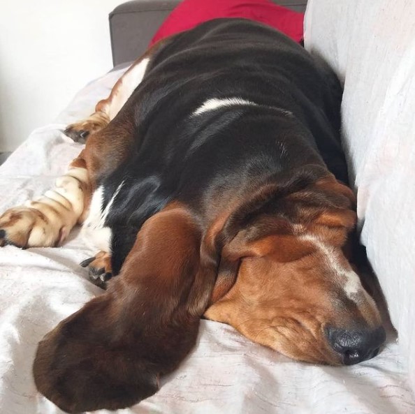 15 Pictures That Prove Basset Hounds Are Perfect Weirdos 10 15 Pictures That Prove Basset Hounds Are Perfect Weirdos 10