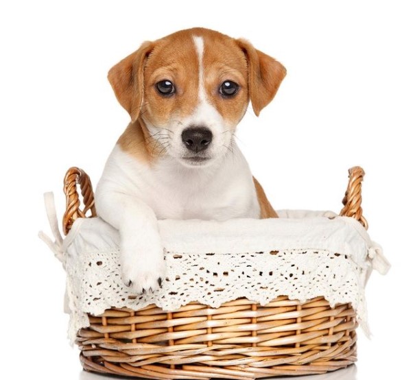 16 Pictures That Prove Jack Russells Are Perfect Weirdos 10 16 Pictures That Prove Jack Russells Are Perfect Weirdos 10