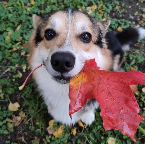 15 Pictures That Prove Corgis Are Perfect Weirdos 10 15 Pictures That Prove Corgis Are Perfect Weirdos 10