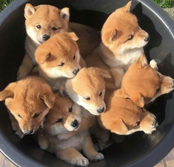 16 Pictures That Prove Akitas Are Perfect Weirdos 9 16 Pictures That Prove Akitas Are Perfect Weirdos 9