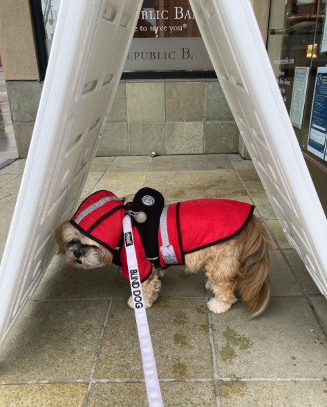 15 Pictures That Prove Shih Tzu Are Perfect Weirdos 11 15 Pictures That Prove Shih Tzu Are Perfect Weirdos 11