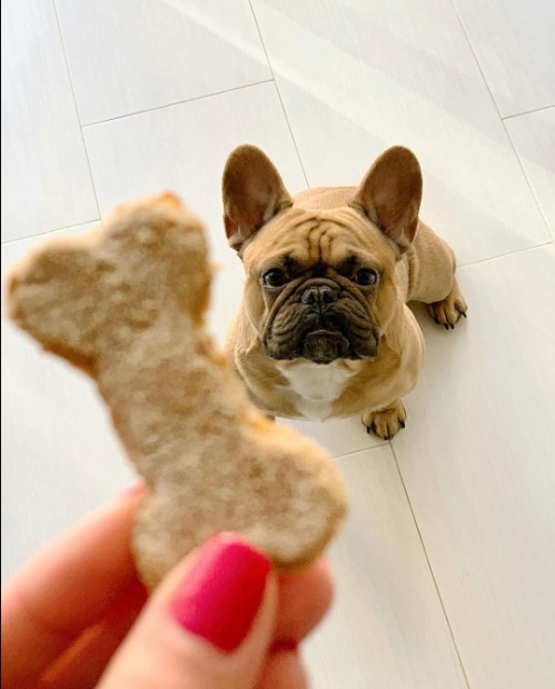 16 Pictures That Prove French Bulldogs Are Perfect Weirdos 9