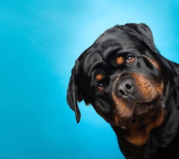 15 Pictures That Prove Rottweilers Are Perfect Weirdos 11 15 Pictures That Prove Rottweilers Are Perfect Weirdos 11