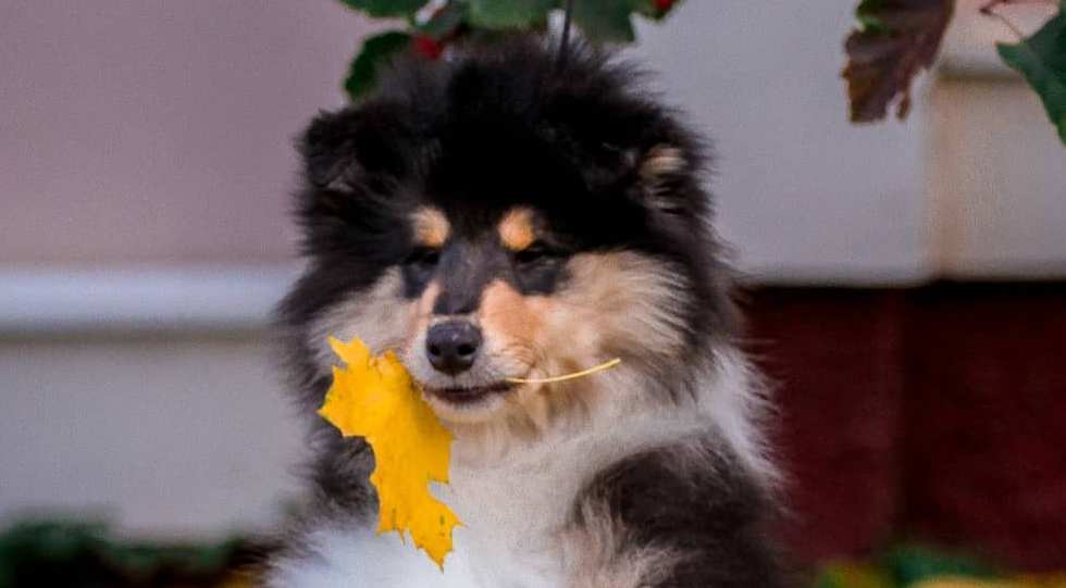 15 Interesting Facts About Collies