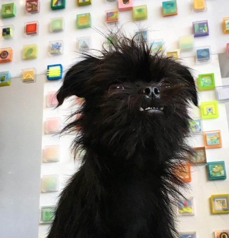 Affenpinscher 20