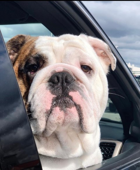 15 Pictures That Prove English Bulldogs Are Perfect Weirdos 11 15 Pictures That Prove English Bulldogs Are Perfect Weirdos 11