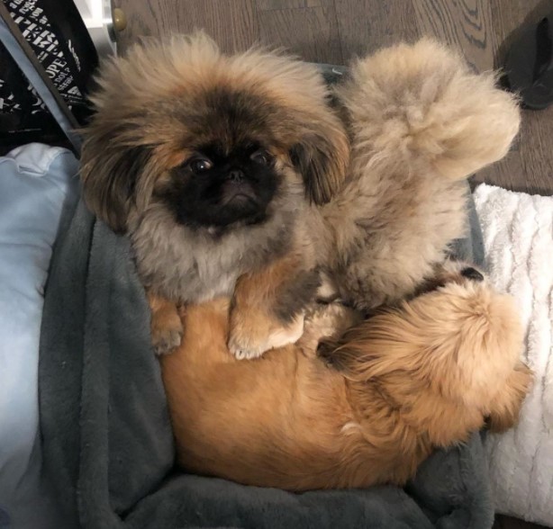 15 Pictures That Prove Pekinese Are Perfect Weirdos 11 15 Pictures That Prove Pekinese Are Perfect Weirdos 11