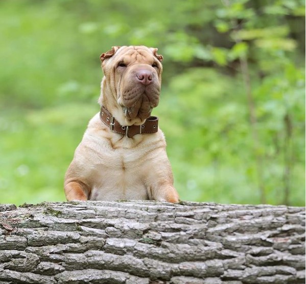 15 Pictures That Prove Shar Peis Are Perfect Weirdos 10 15 Pictures That Prove Shar Peis Are Perfect Weirdos 10