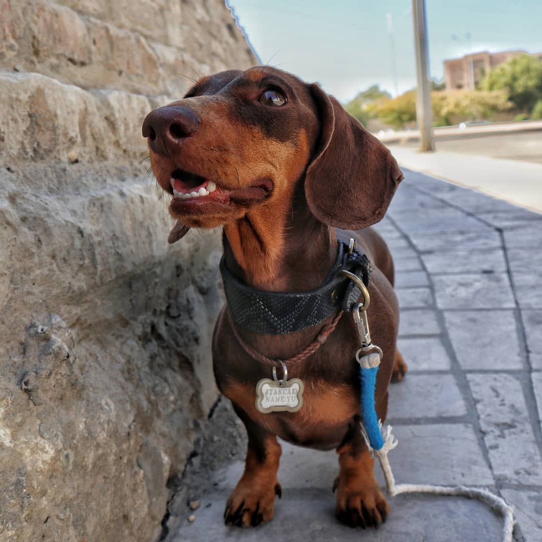 15 Interesting Facts About Dachshunds 9 15 Interesting Facts About Dachshunds 9