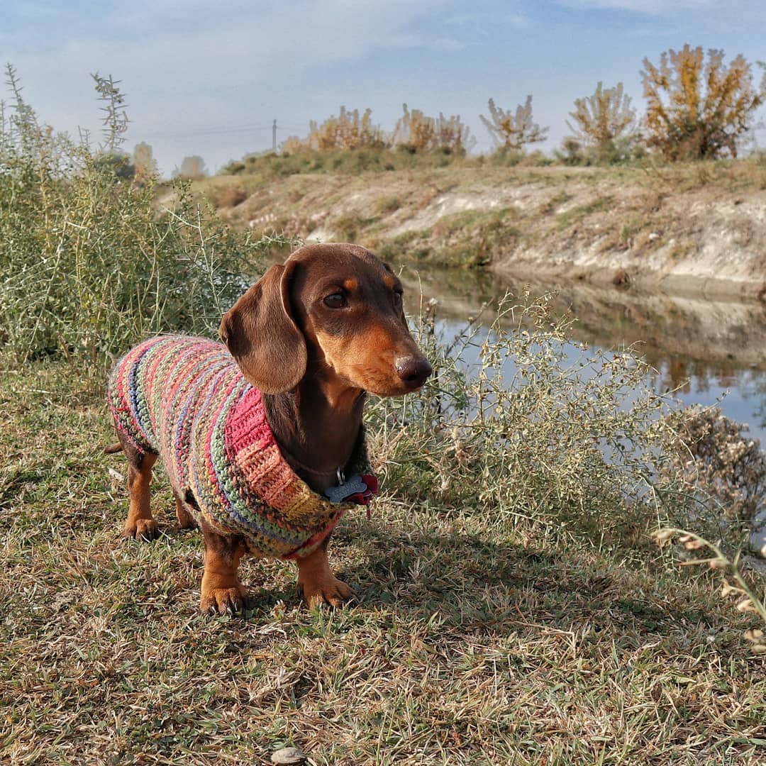 15 Interesting Facts About Dachshunds 10 15 Interesting Facts About Dachshunds 10