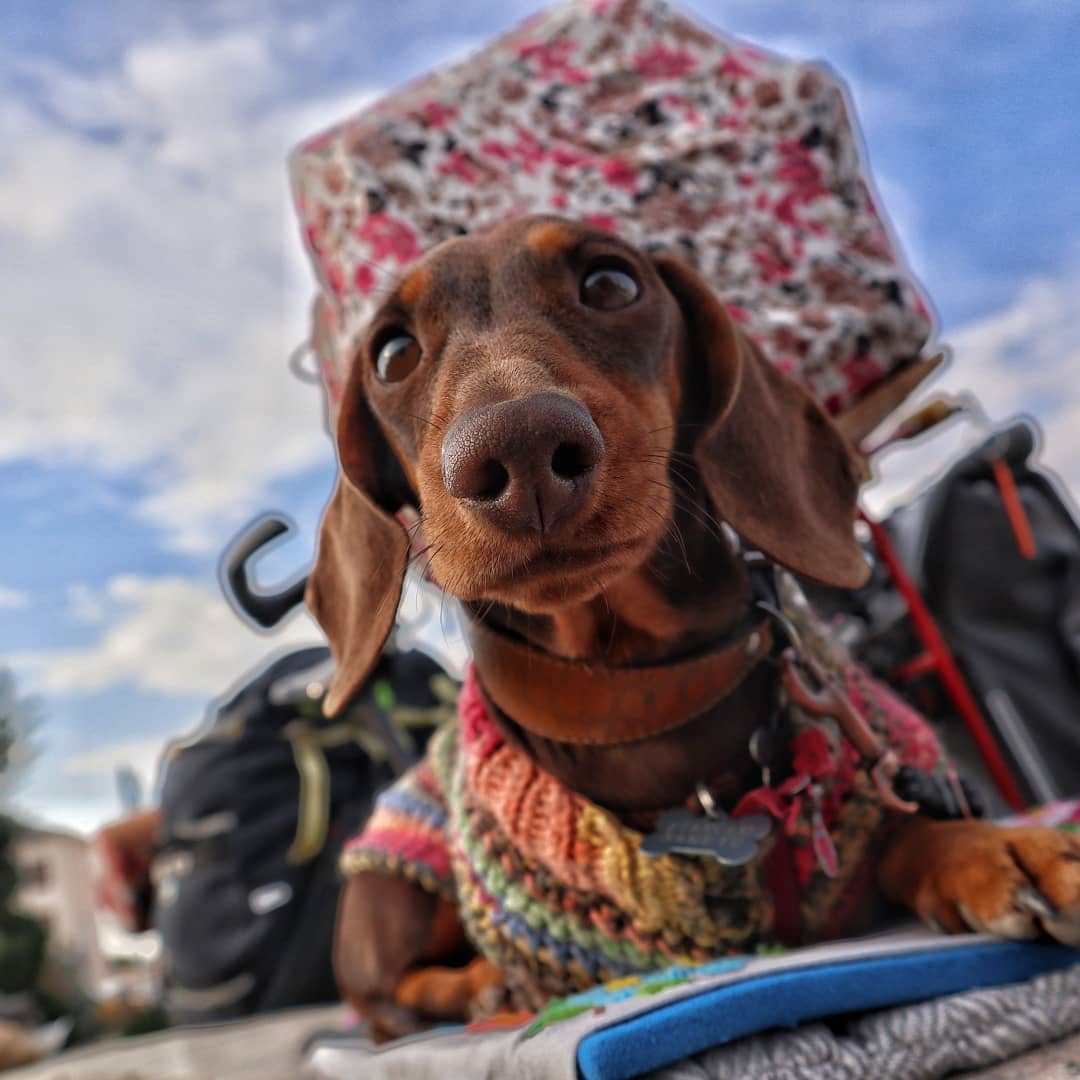 15 Interesting Facts About Dachshunds 11 15 Interesting Facts About Dachshunds 11