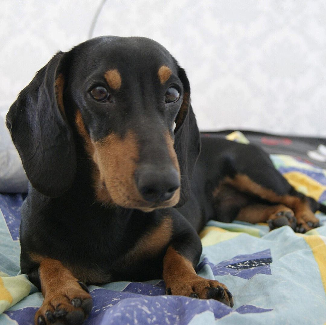 15 Interesting Facts About Dachshunds 9