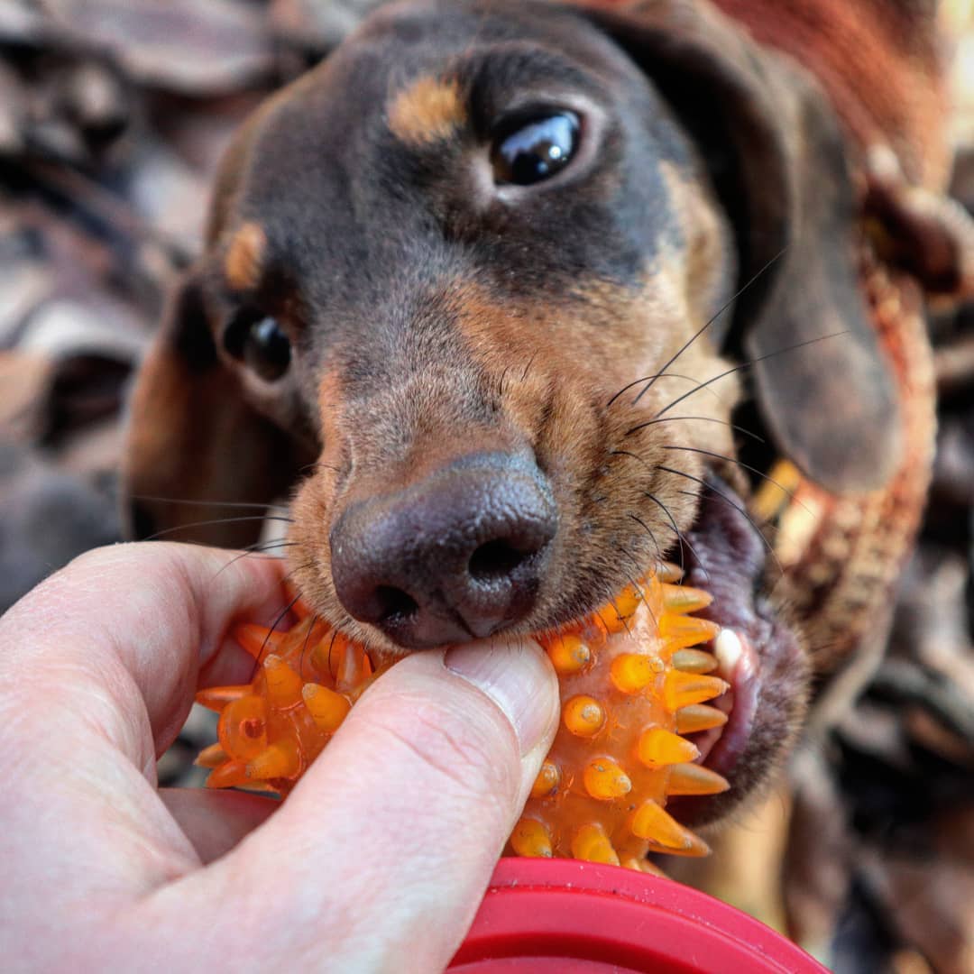 15 Amazing Facts About Dachshunds You Probably Never Knew 8