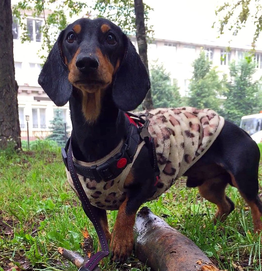 15 Interesting Facts About Dachshunds 10