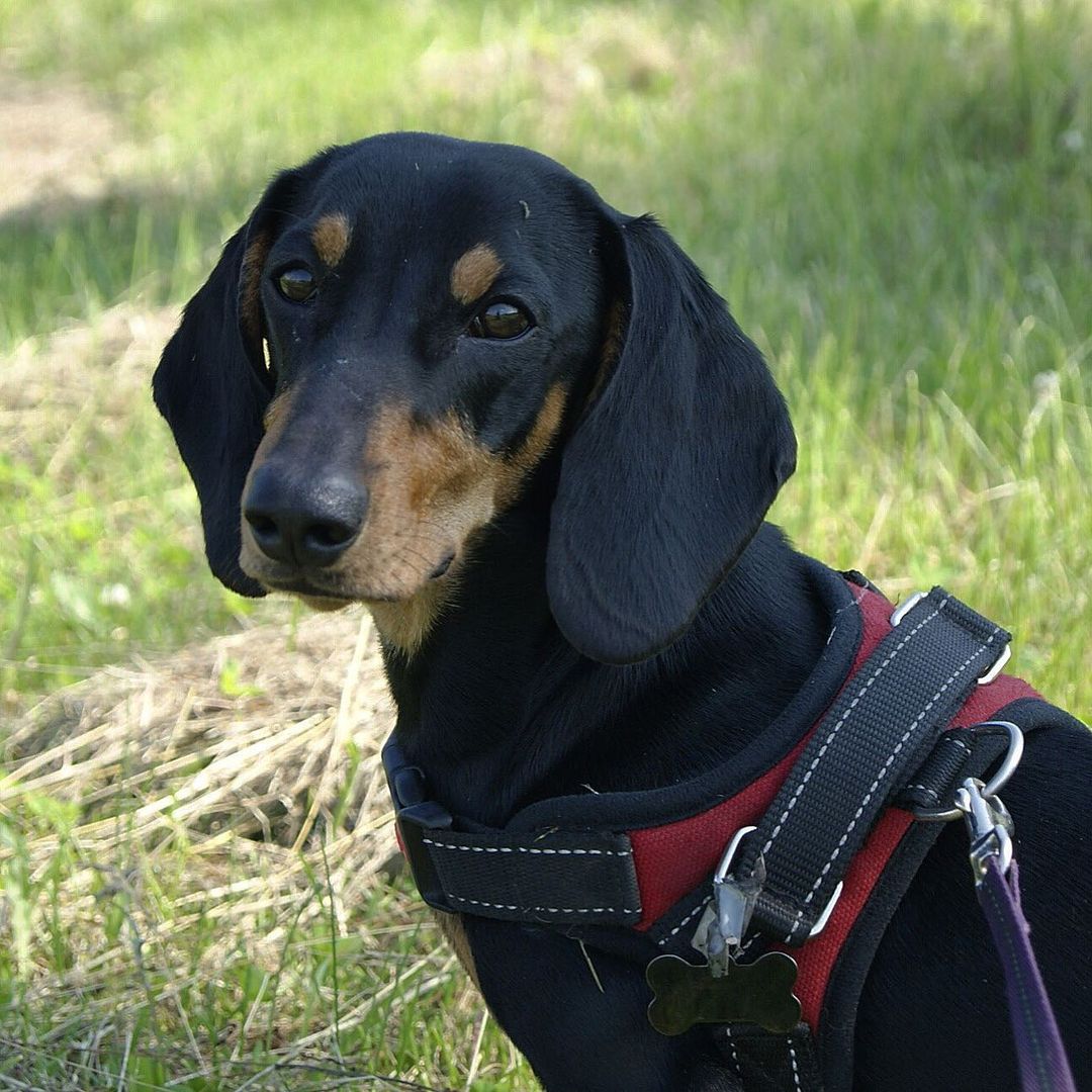 15 Interesting Facts About Dachshunds 11